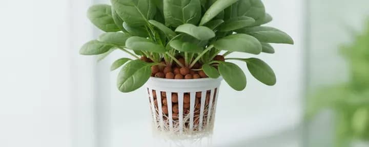 Baby Spinach growing soil-free in a hydroponic net pot