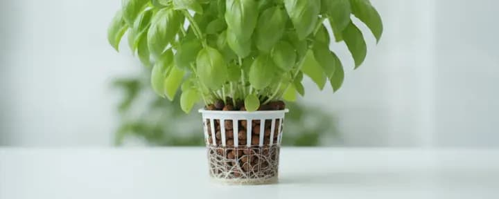 Basil growing soil-free in a hydroponic net pot