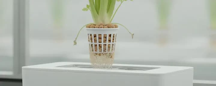 Celery growing soil-free in a hydroponic net pot
