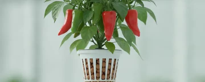 Chilli / Pepper growing soil-free in a hydroponic net pot