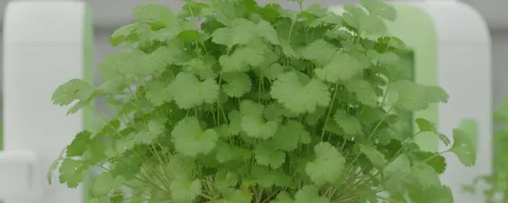 Coriander growing soil-free in a hydroponic net pot