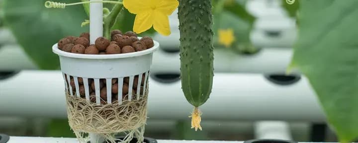 Cucumber growing soil-free in a hydroponic net pot
