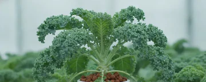 Kale growing soil-free in a hydroponic net pot