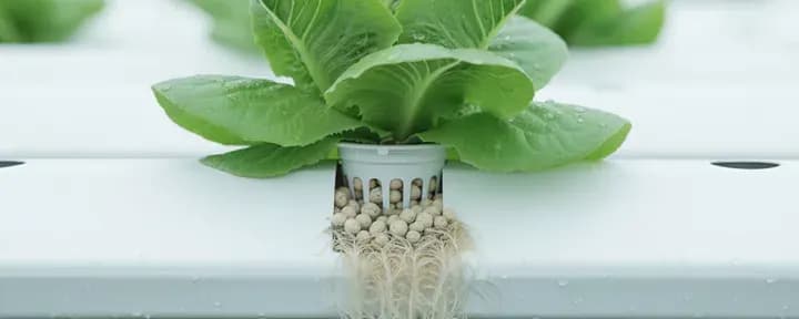 Lettuce growing soil-free in a hydroponic net pot