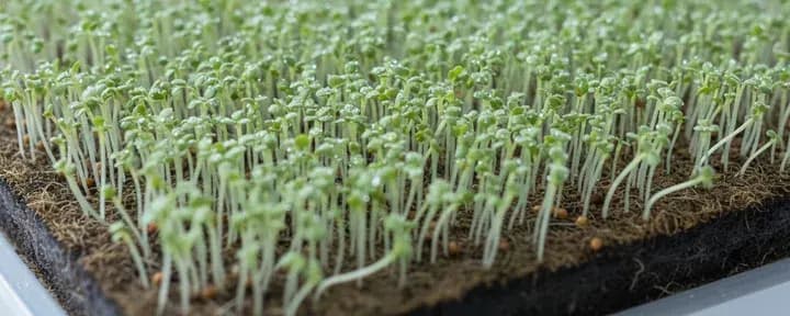 Microgreens growing soil-free in a hydroponic net pot