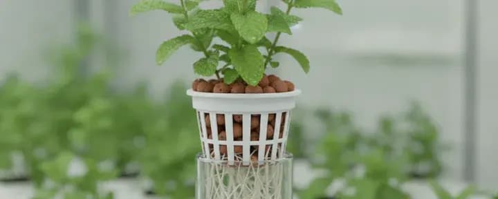 Mint growing soil-free in a hydroponic net pot