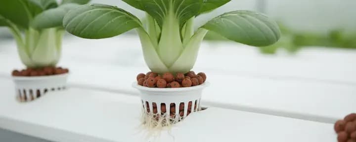 Pak Choi growing soil-free in a hydroponic net pot