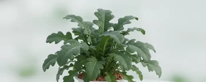 Rocket / Arugula growing soil-free in a hydroponic net pot