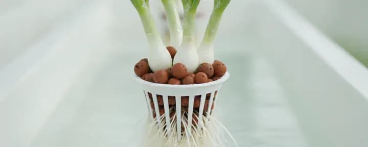 Spring Onion growing soil-free in a hydroponic net pot