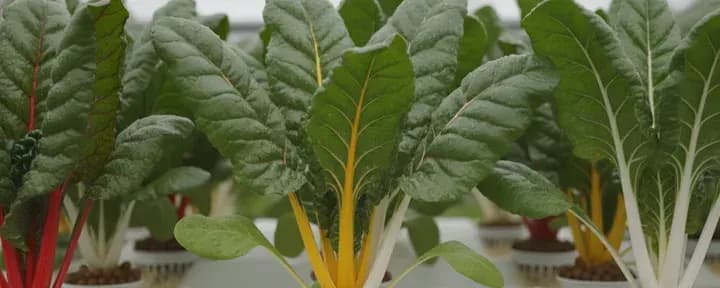 Swiss Chard growing soil-free in a hydroponic net pot