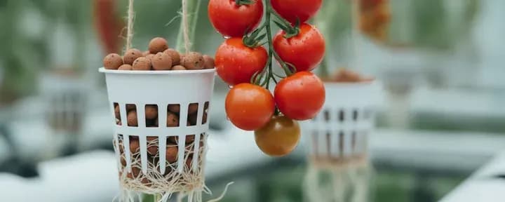 Tomato growing soil-free in a hydroponic net pot