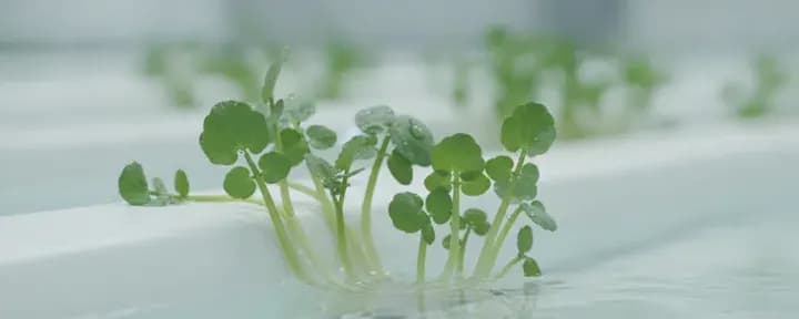 Watercress growing soil-free in a hydroponic net pot