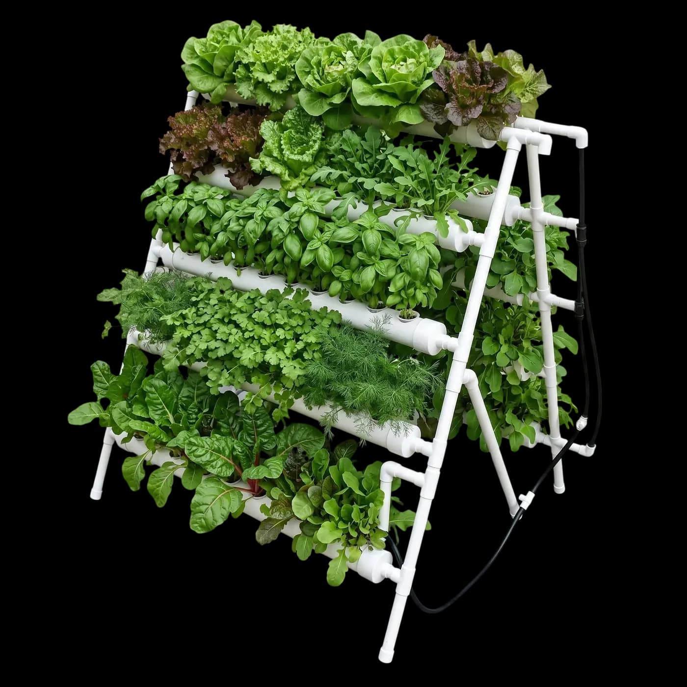 Standard Water Culture (Rack), fully planted